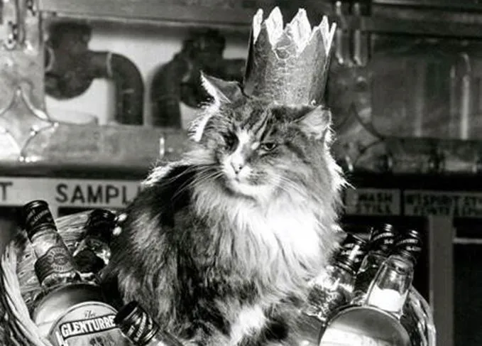 8ad746ef5af04237f48a07fe6a17f12d | DangTau Whisky