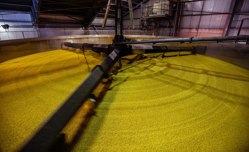 Xử lý mạch nha để sản xuất Single Malt